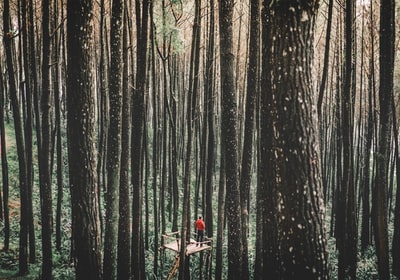 站在被森林包围的林子上的人